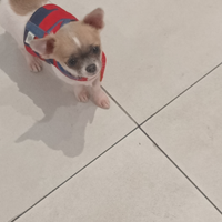 Cucciolo chihuahua