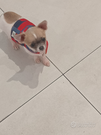 Cucciolo chihuahua