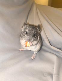 Cucciola di cincillà