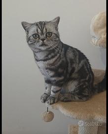 British Shorthair con pedigree