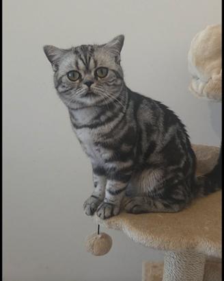 British Shorthair con pedigree