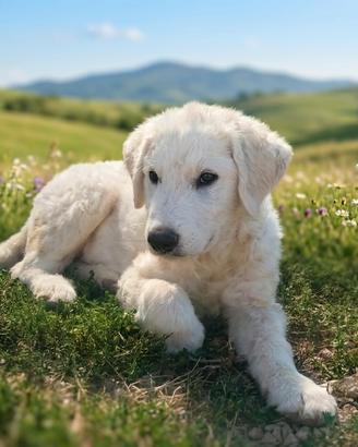 Samuel, cucciolone tipo Pastore Abruzzese