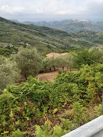 Terreno agricolo con casale rustico