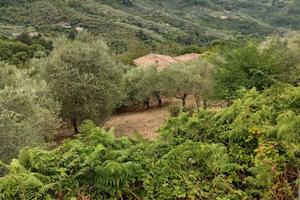 Terreno agricolo con casale rustico