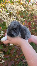 Coniglio ariete cucciolo