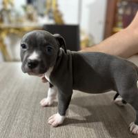 Amstaff blue nose pedegree