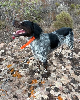 Espagnuel Breton per monta
