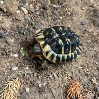 Tartaruga di terra Testudo Hermanni
