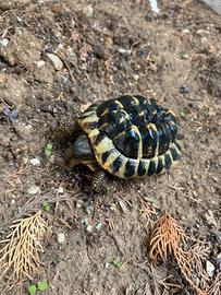 Tartaruga di terra Testudo Hermanni