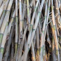 Canne da Orto - Naturali - Coltivazione Ortaggi