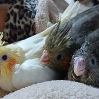 Calopsite allevata a mano