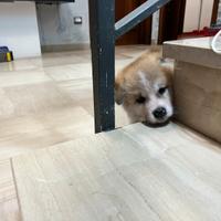 Cucciolo Akita inu