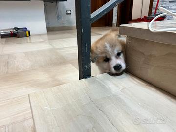 Cucciolo Akita inu