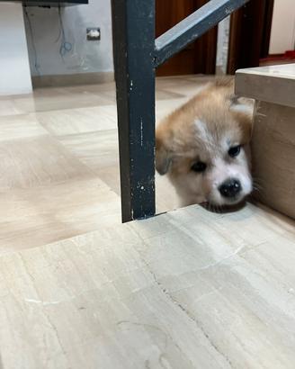 Cucciolo Akita inu