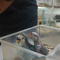 Inseparabile roseicollis blu allevato a mano domes