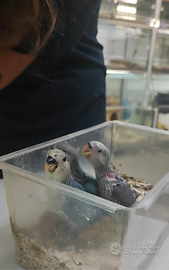 Inseparabile roseicollis blu allevato a mano domes