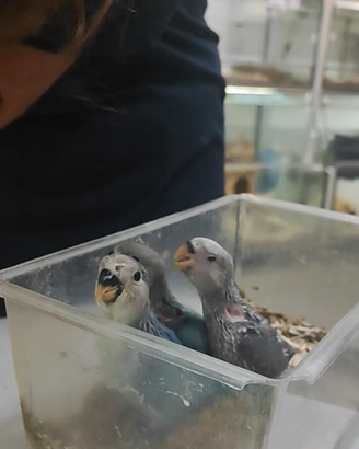 Inseparabile roseicollis blu allevato a mano domes