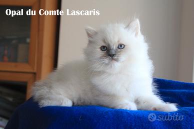 OPAL gattina ragdoll da riproduzione