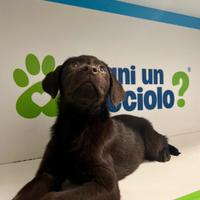 Labrador chocolate marrone disponibile