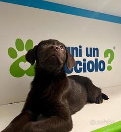 Labrador chocolate marrone disponibile