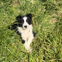 Cucciole di border collie