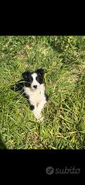 Cucciole di border collie