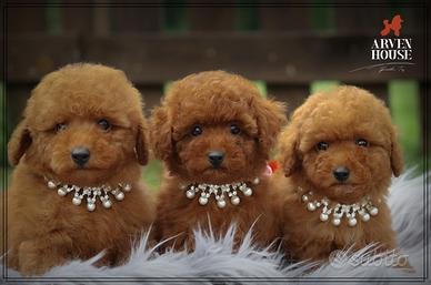 Barboncino rosso rosso rosso toy