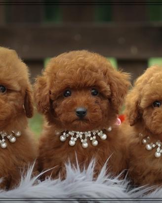 Barboncino rosso rosso rosso toy