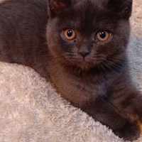 Gattina british shorthair