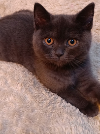 Gattina british shorthair