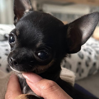 Chihuahua