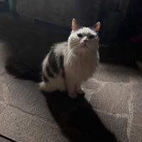 Gatto bianco e nero, molto buono