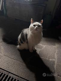 Gatto bianco e nero, molto buono