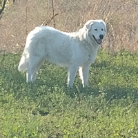 Montoni/Pecore Ile de France