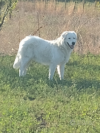 Montoni/Pecore Ile de France