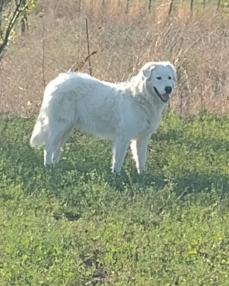 Montoni/Pecore Ile de France