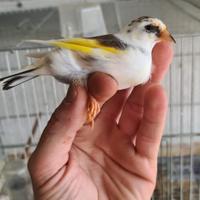 Cardellina panache 2024