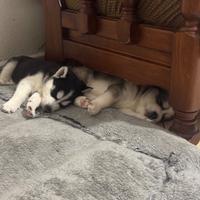 Disponibili cuccioli