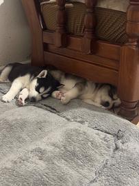 Disponibili cuccioli