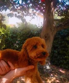 barboncino toy Red pedigree Enci  