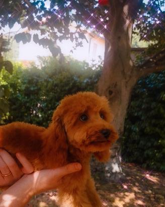 barboncino toy Red pedigree Enci  