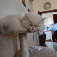 Gatto persiano cerc fidanzato