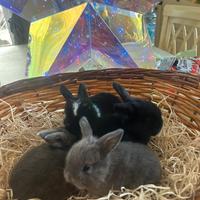 Cuccioli di Conigli ariete