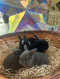 Cuccioli di Conigli ariete