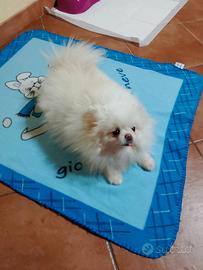 Spitz femmina adulta
