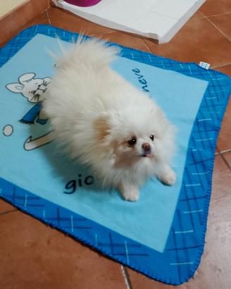 Spitz femmina adulta