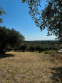 Terreno con ulivo e stalla recintato 6400mq