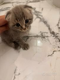 British Scottish Fold
