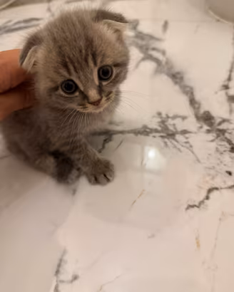 British Scottish Fold
