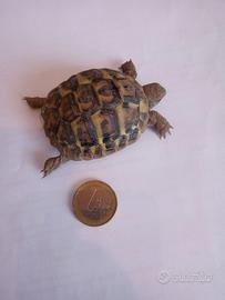 Tartaruga